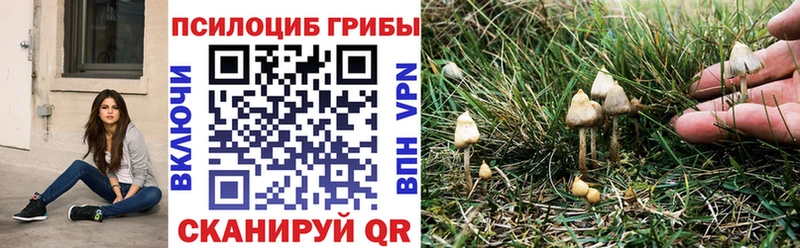 ОМГ ОМГ зеркало  Лагань  Псилоцибиновые грибы Cubensis 